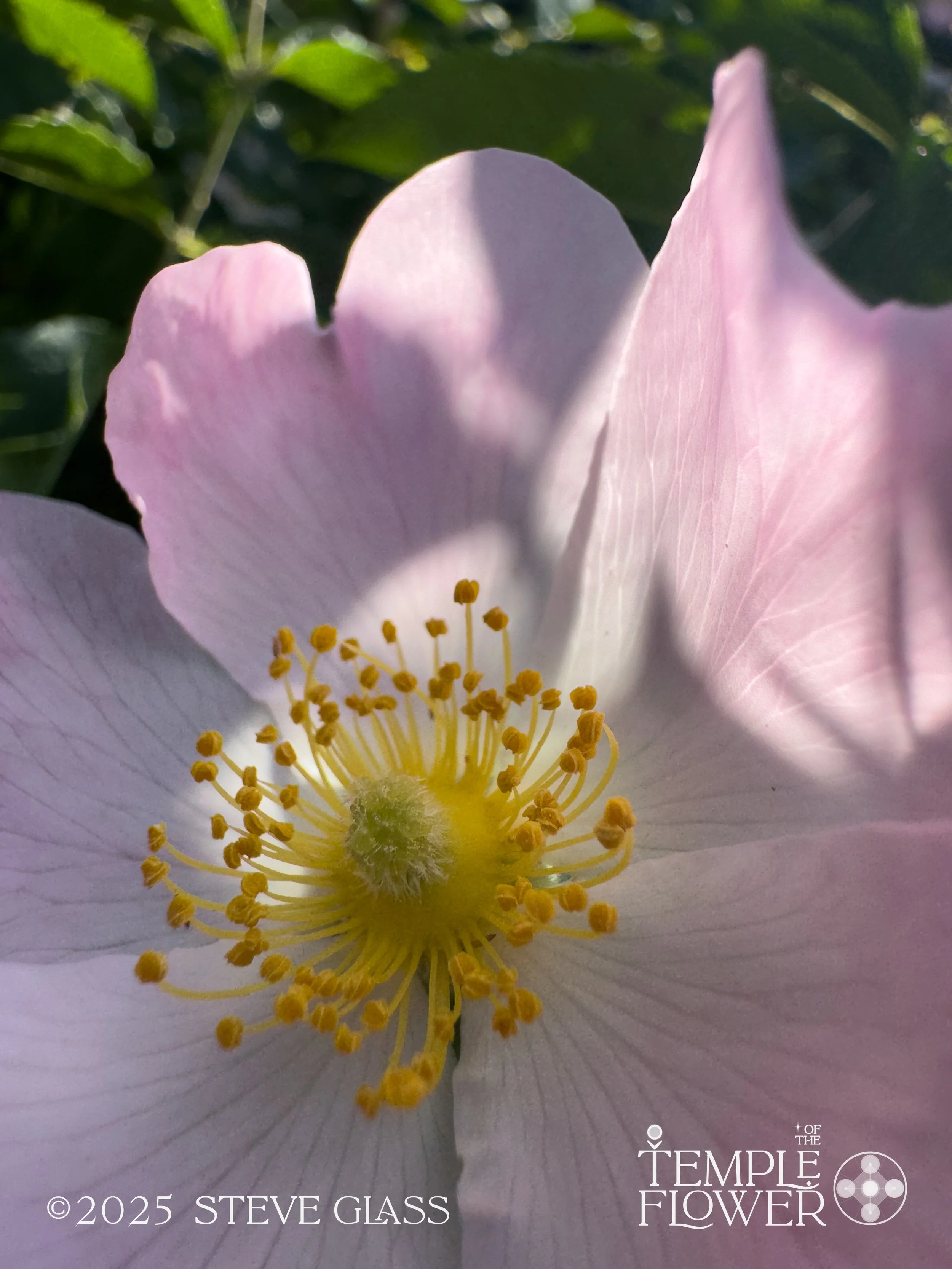 Rose008-2.jpg
