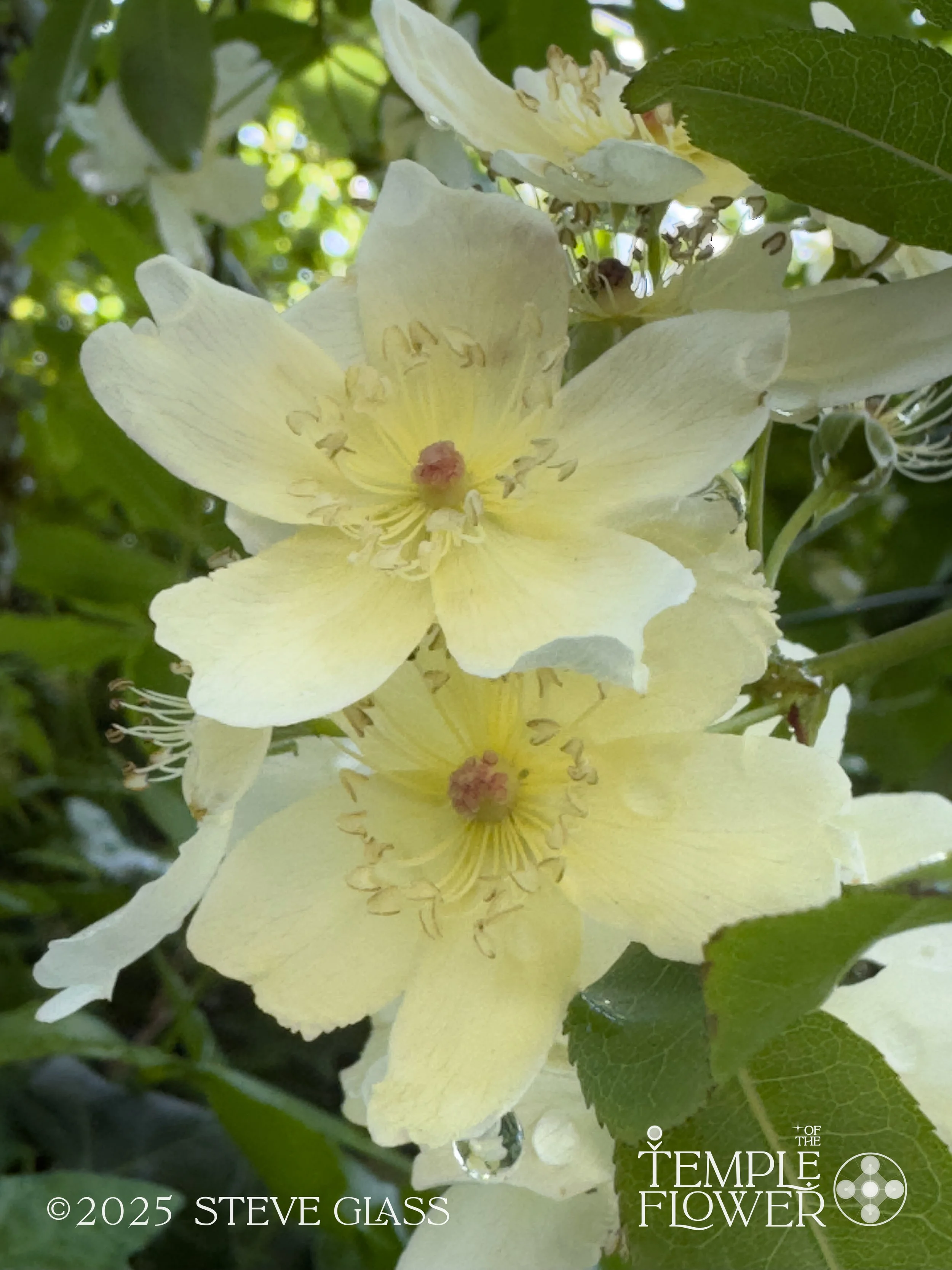 Rose001-2.jpg