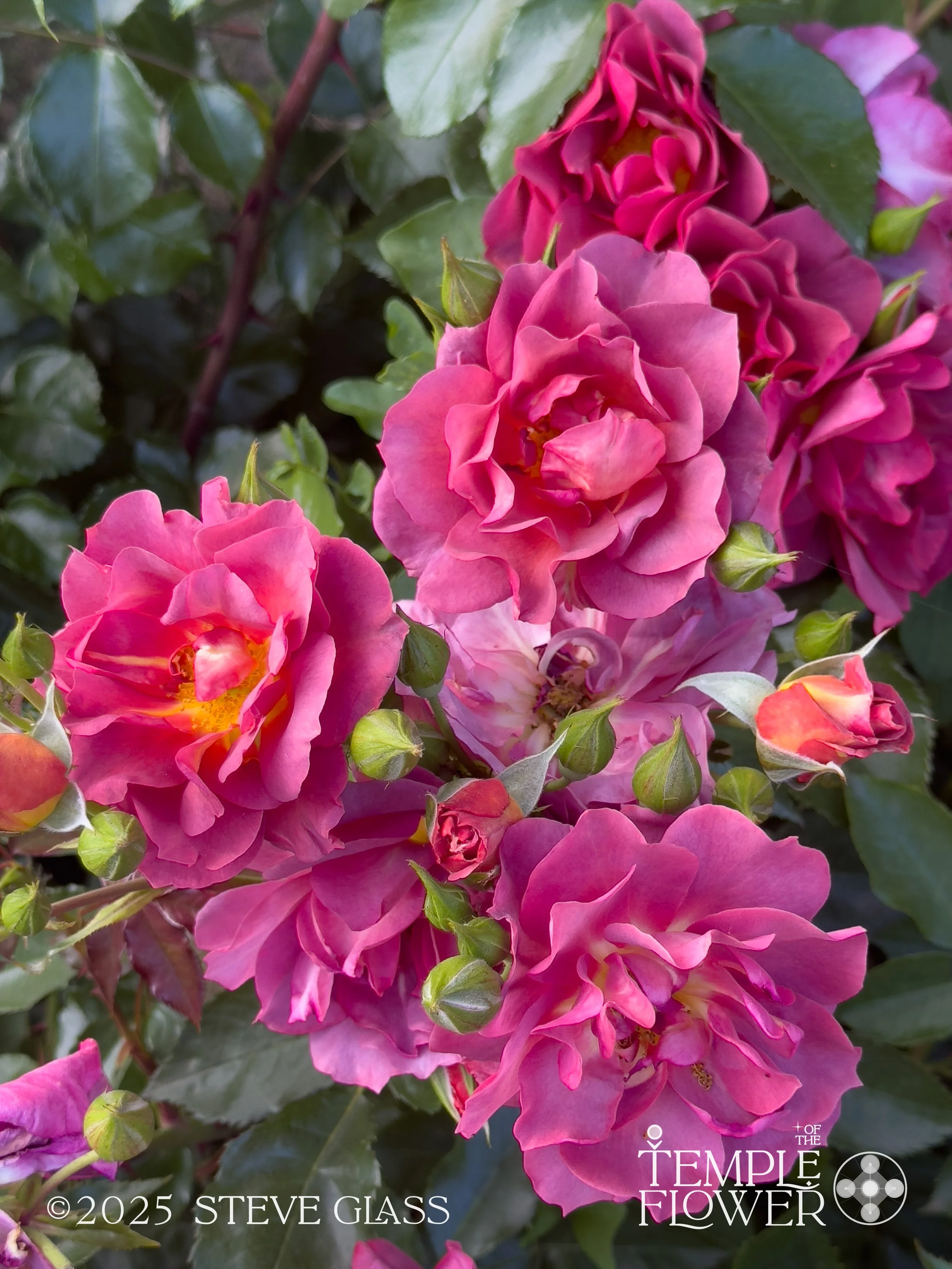 Rose012-2.jpg