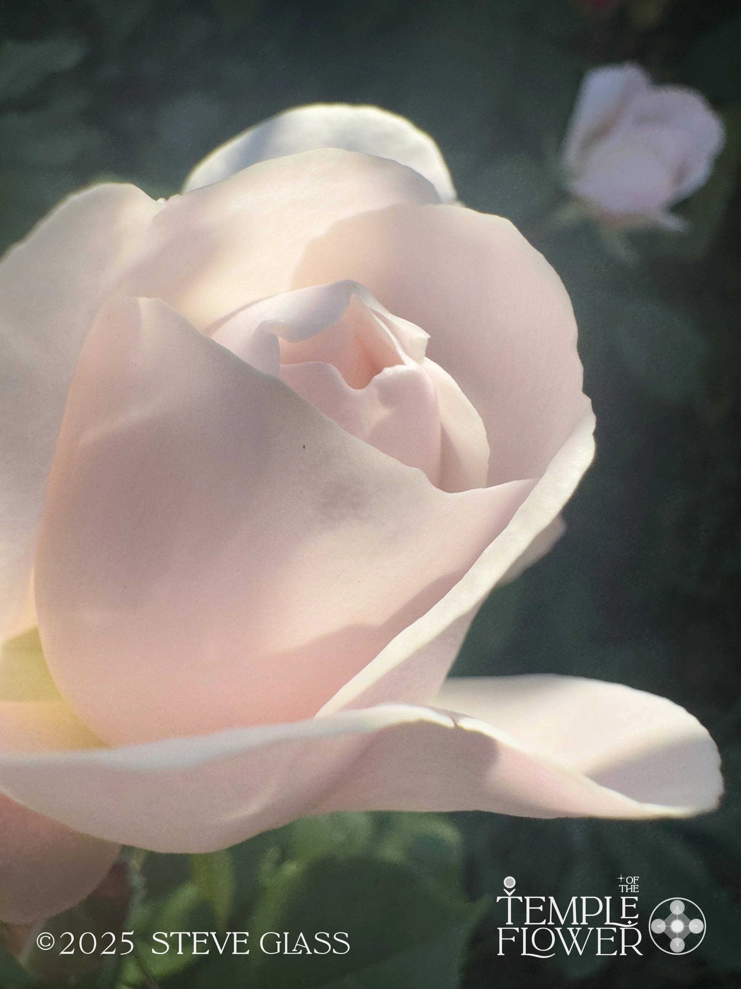 Rose004-2.jpg