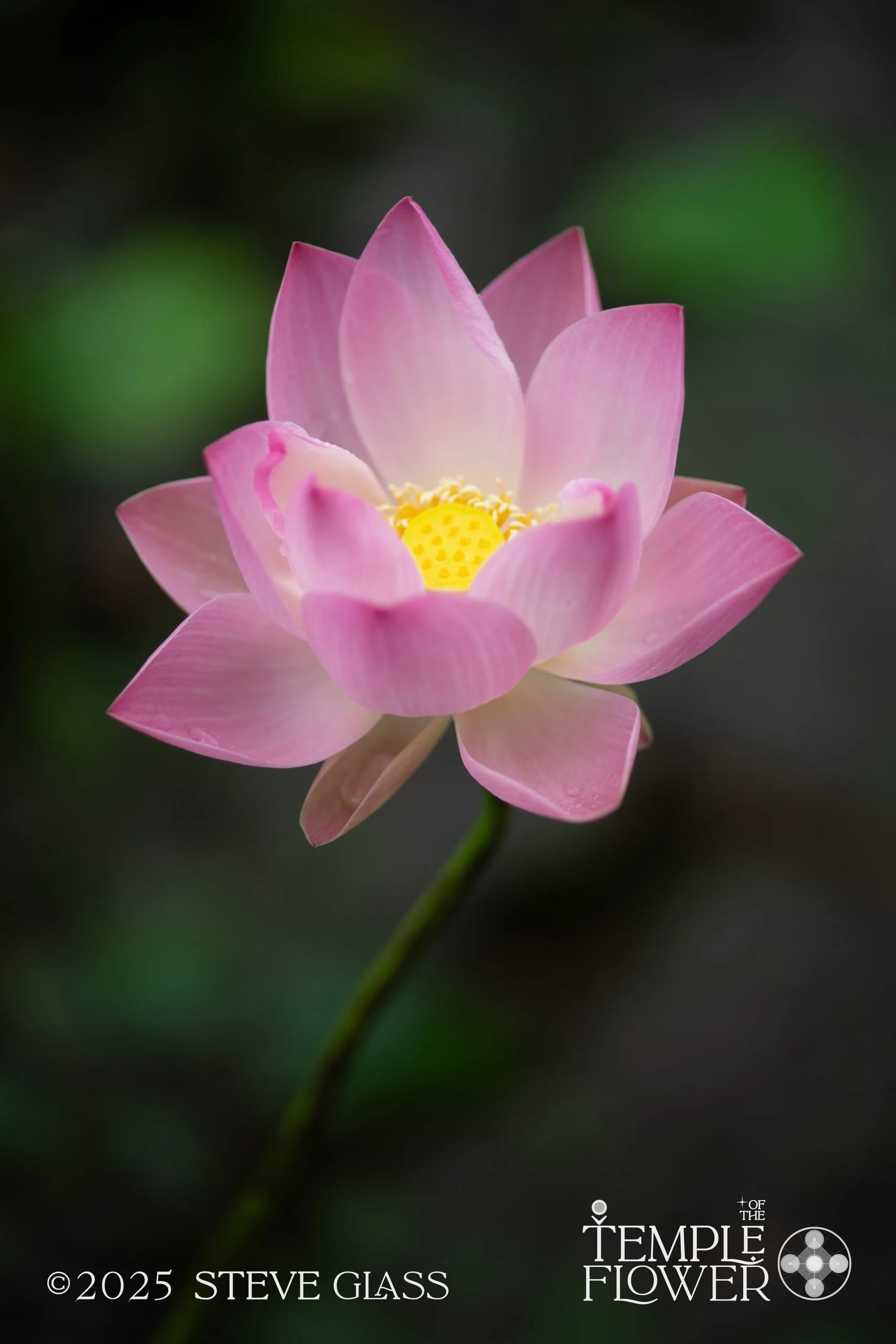 DSC03306.jpg