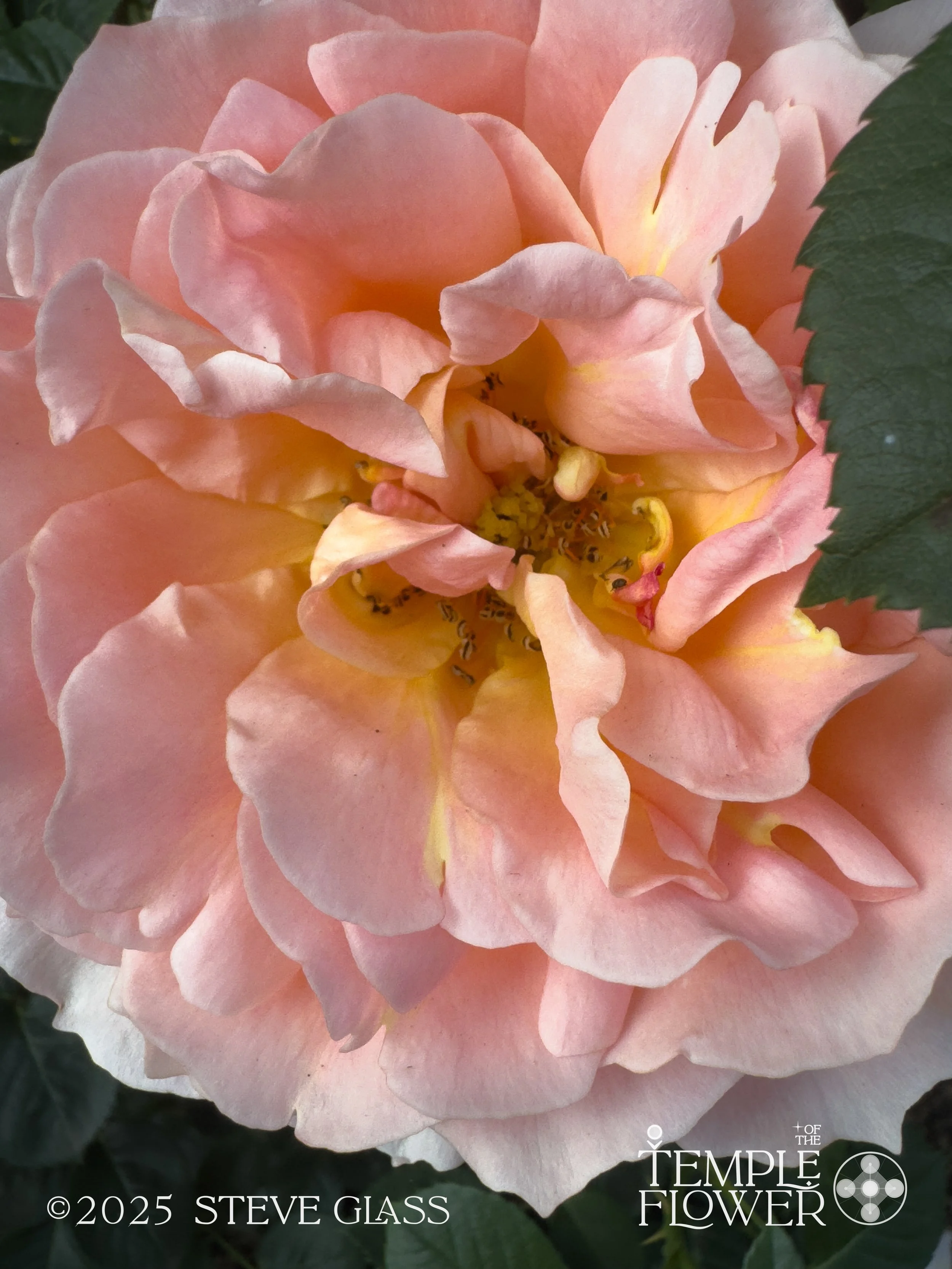 Rose010-2.jpg