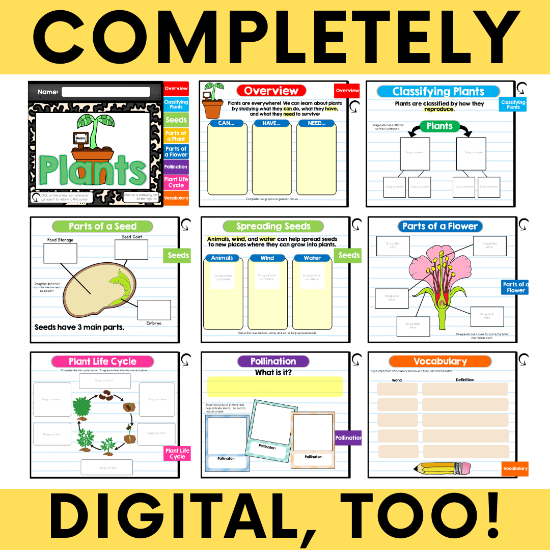 plants-interactive-notebook-4.png