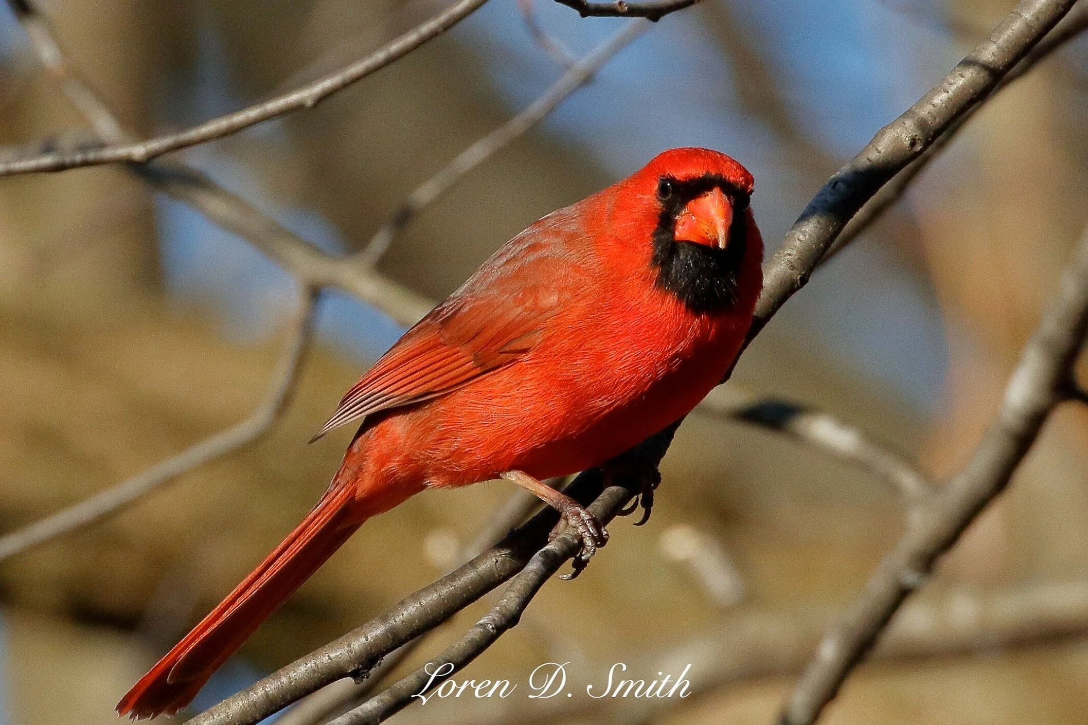 Cardinal0103-4-18.jpg