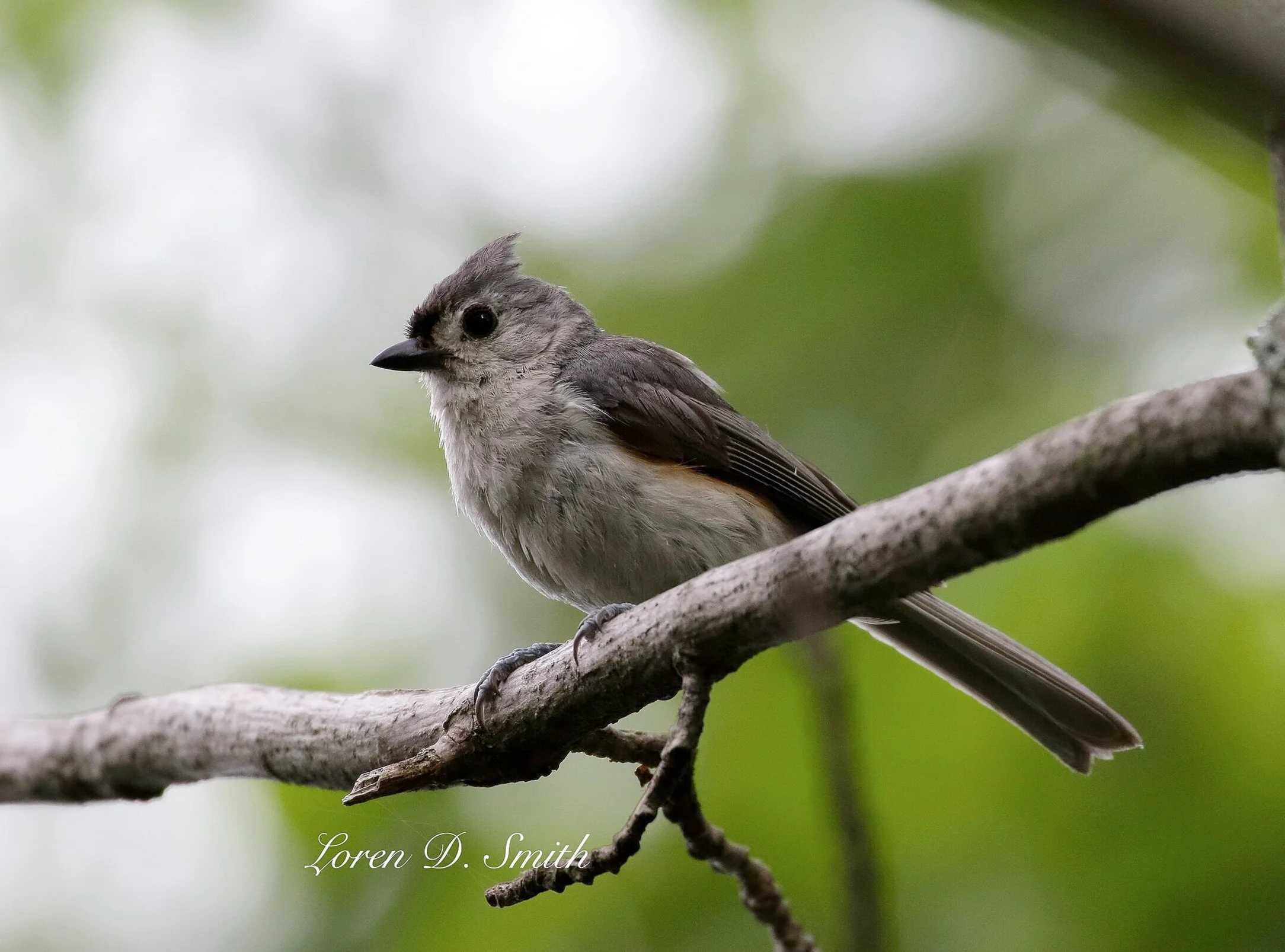 Tufted+Titmouse%231.jpg