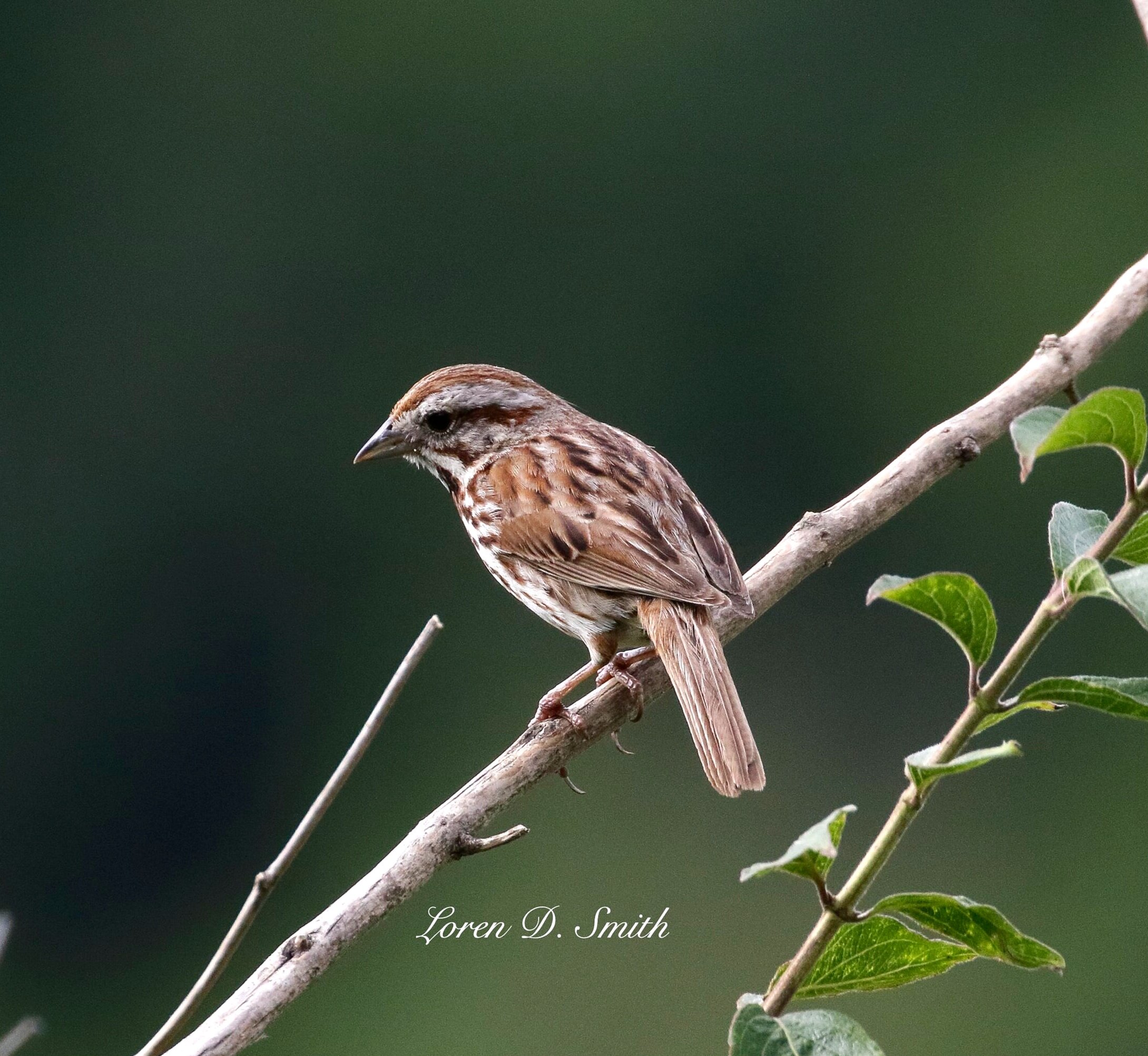 Song+Sparrow+%231.jpg