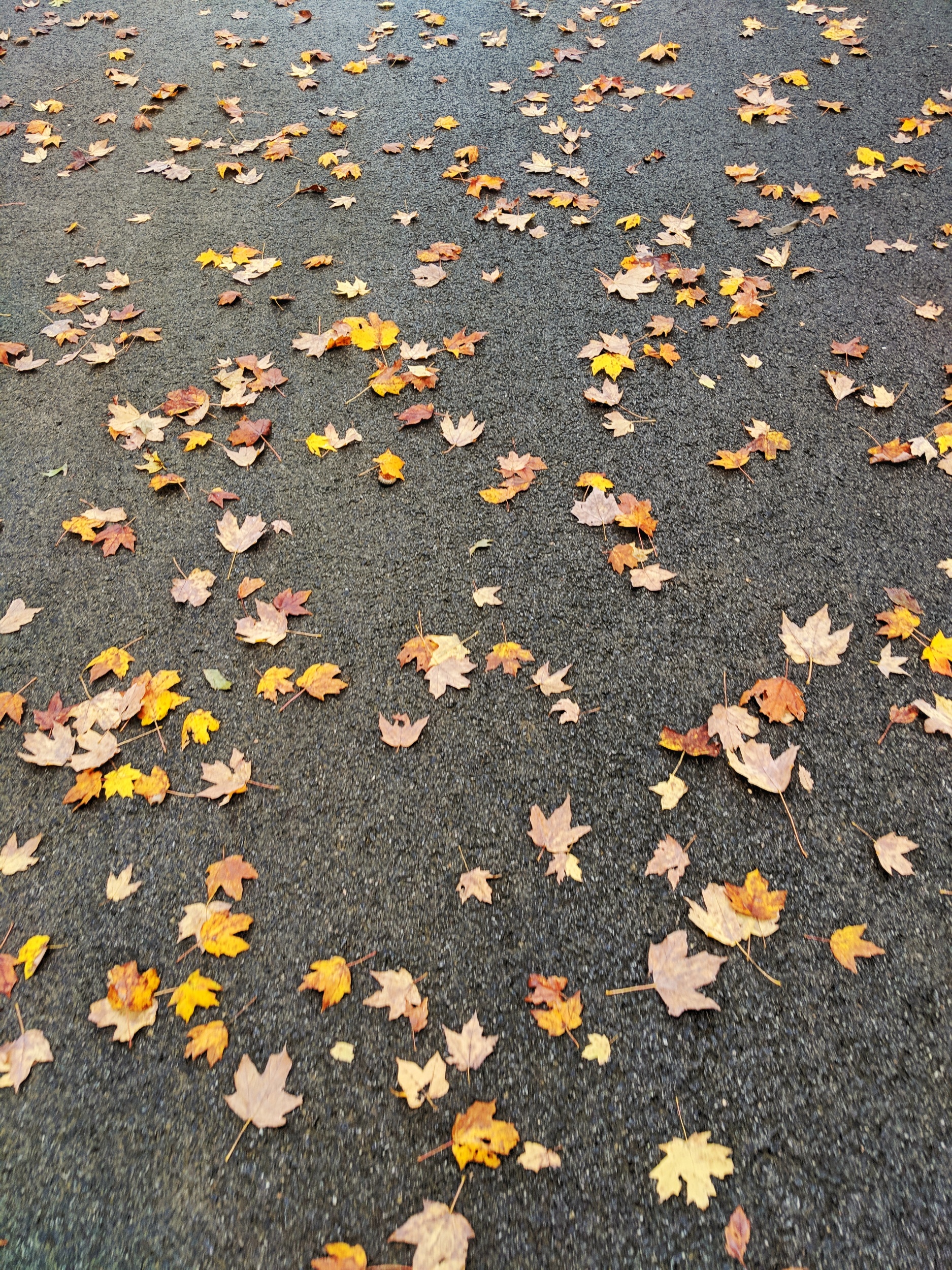 processed_MVIMG_20181027_154923-01.jpeg
