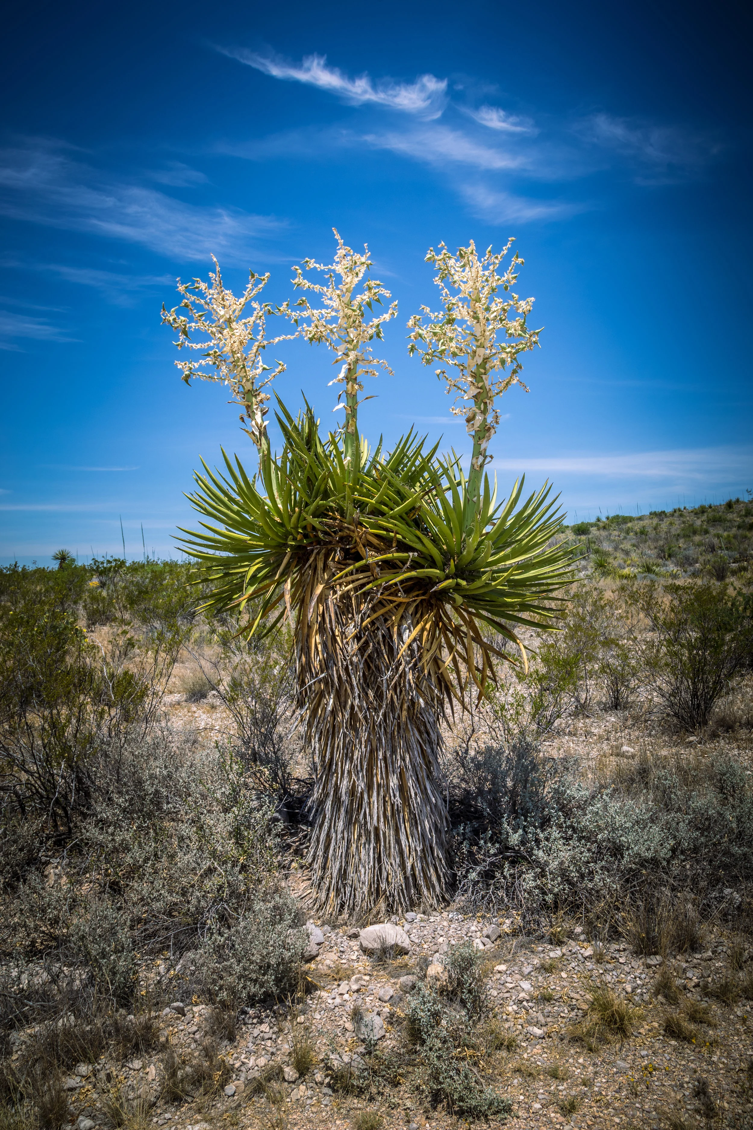 Dagger Flats, Big Bend National Park