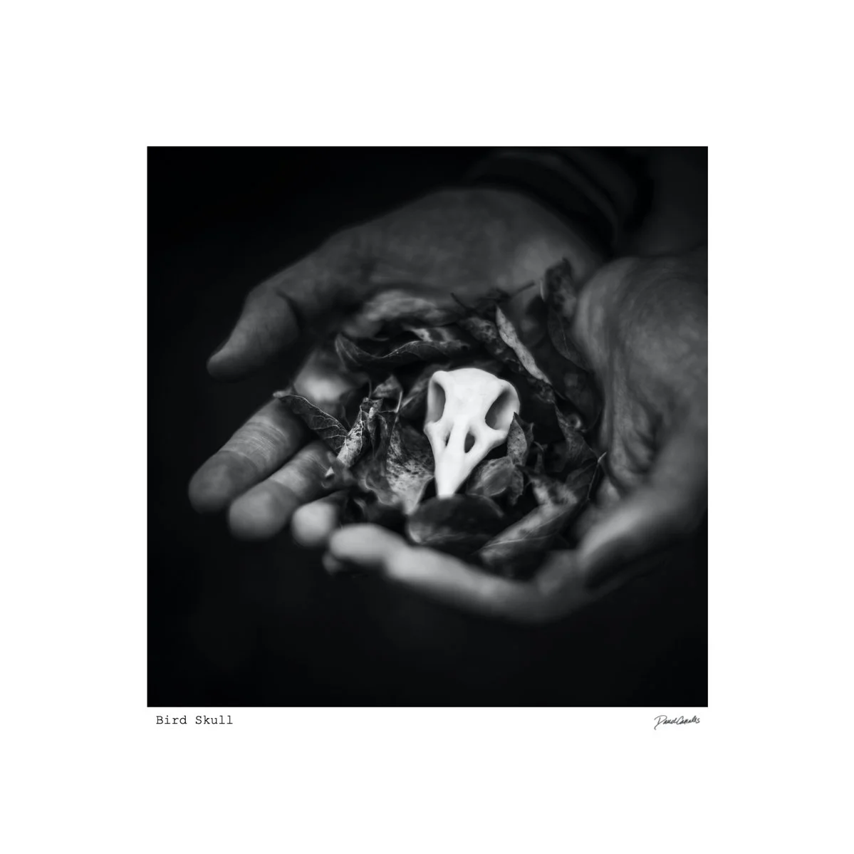 6 x 6 Bird Skull.jpeg