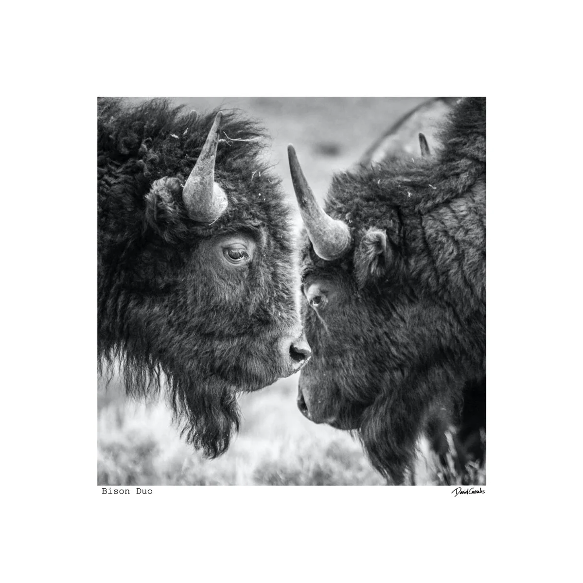 6 x 6 Bison Duo.jpeg