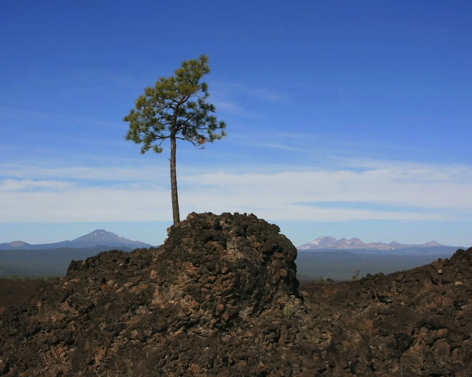 12 x 15 Lone Pine.jpeg