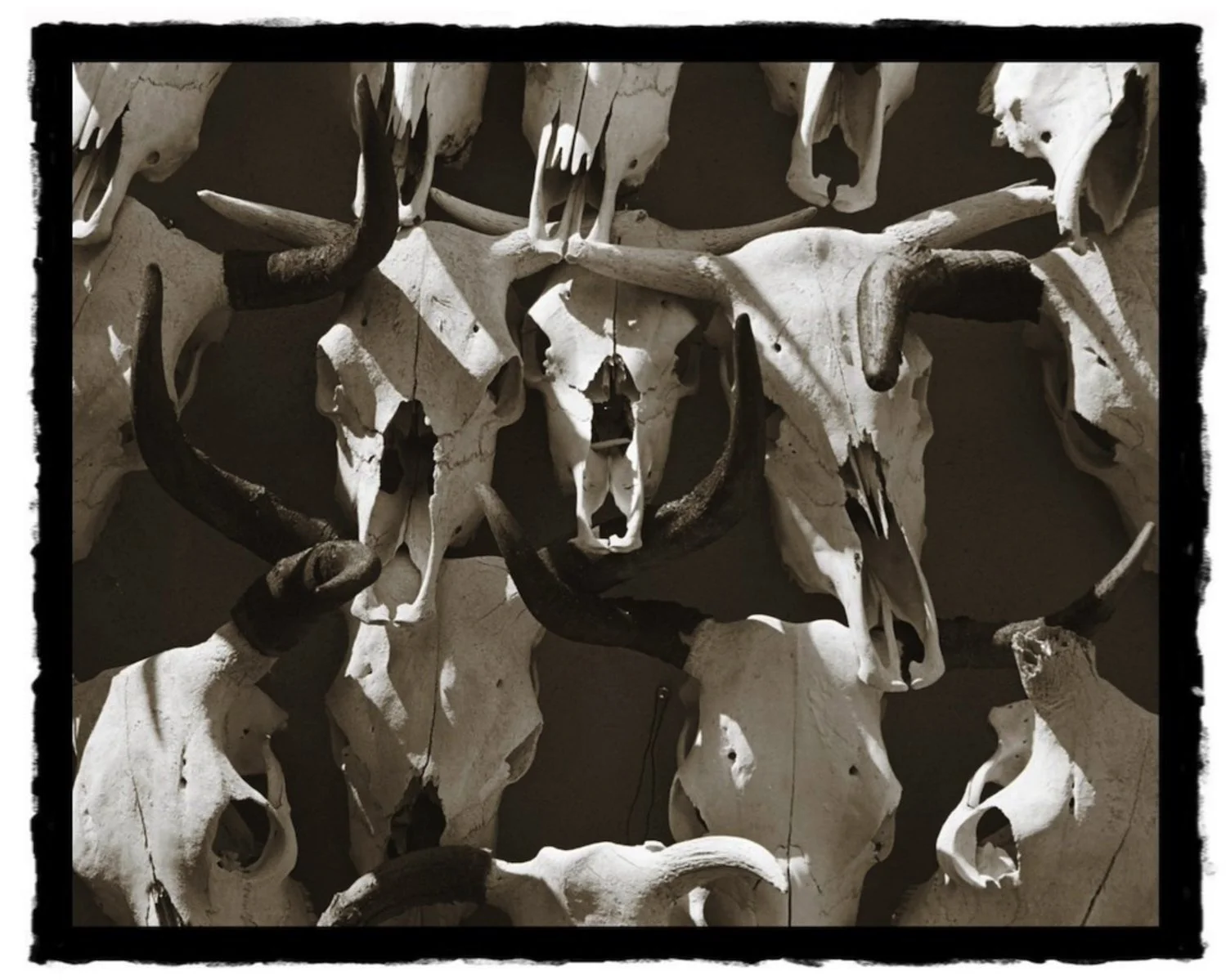 12 x 15 Cow Skulls.jpeg