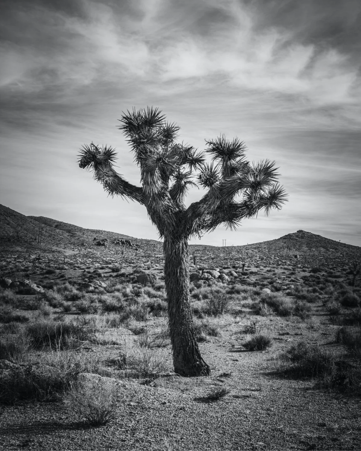 12 x 15 Joshua Tree.jpeg