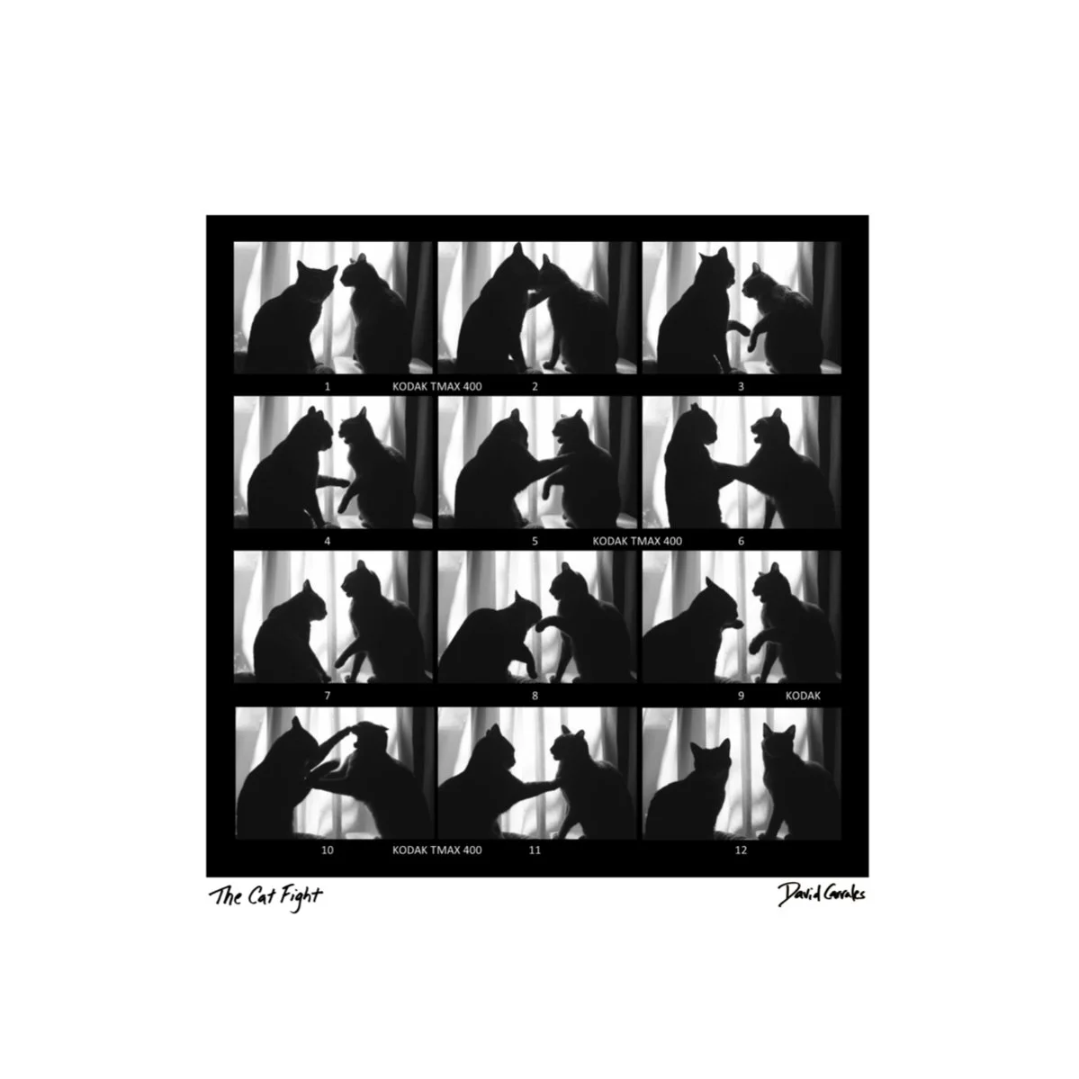 6 x 6 Cat Fight BW.jpeg