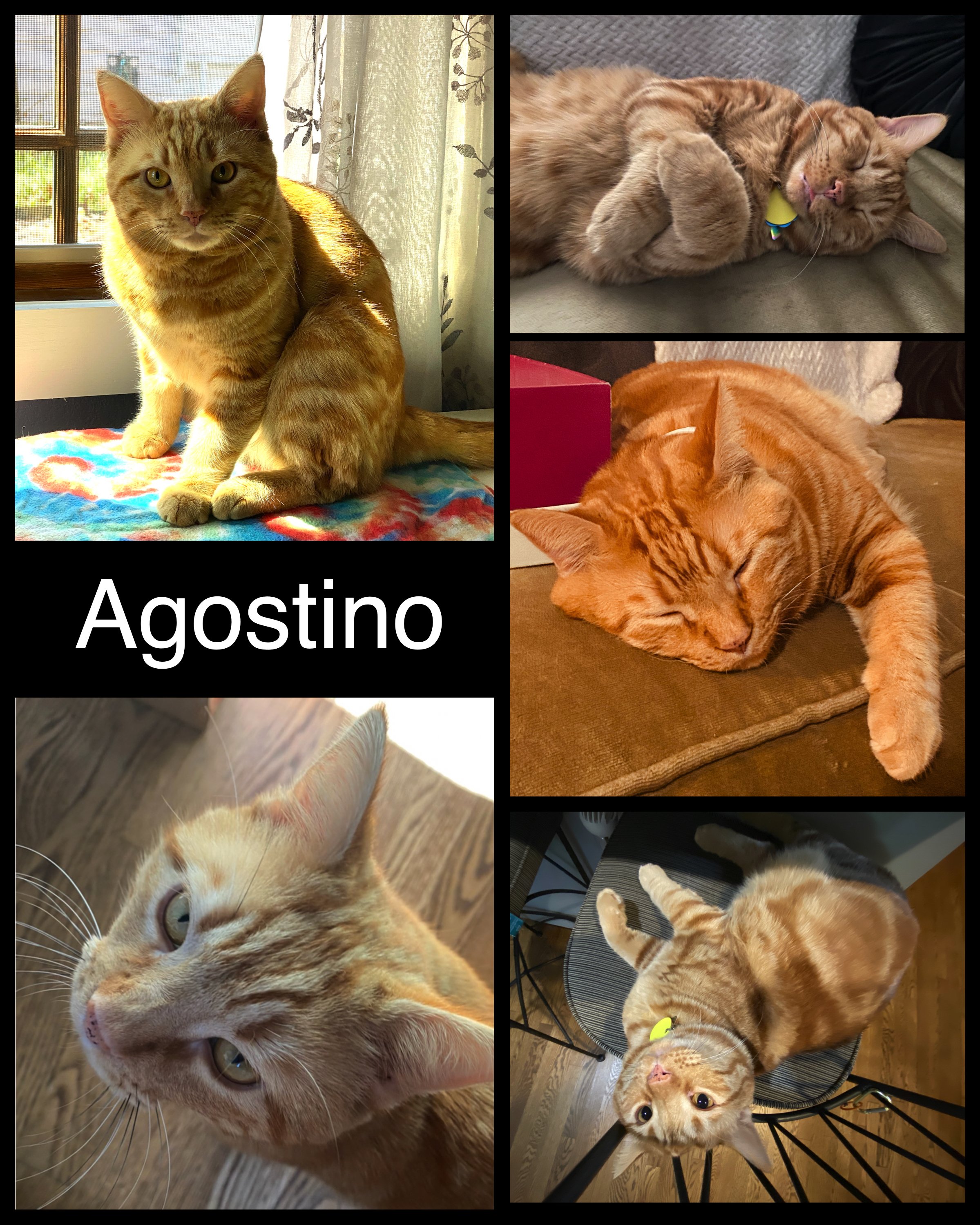 8 x 10 Agostino 01.jpeg