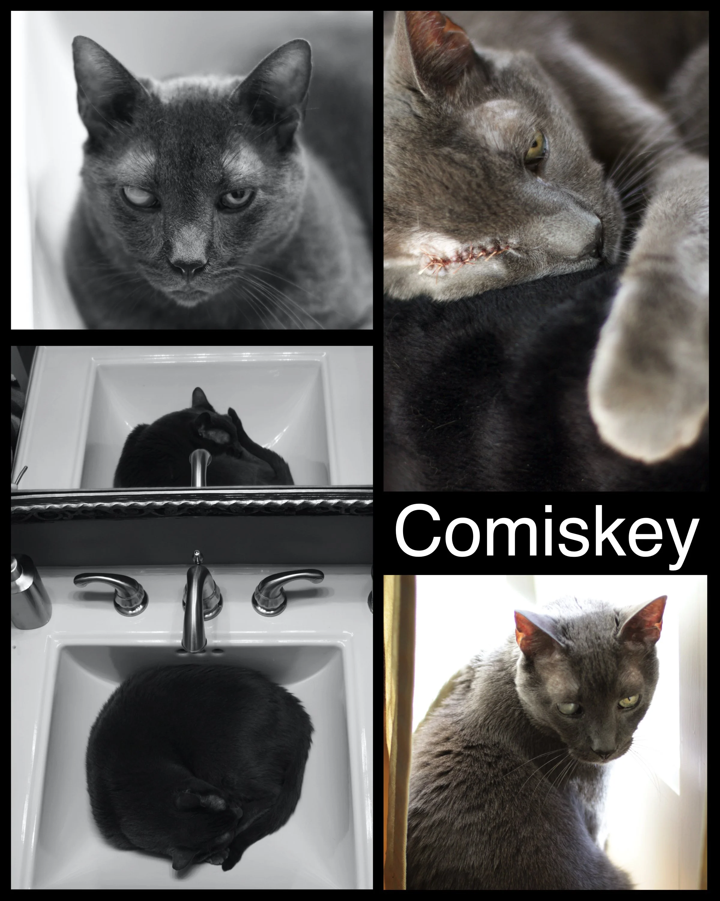 8 x 10 Comiskey 01.jpeg