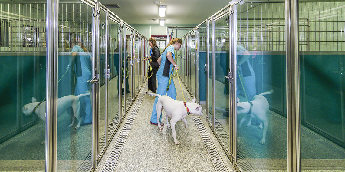 Creature Comforts Kennel