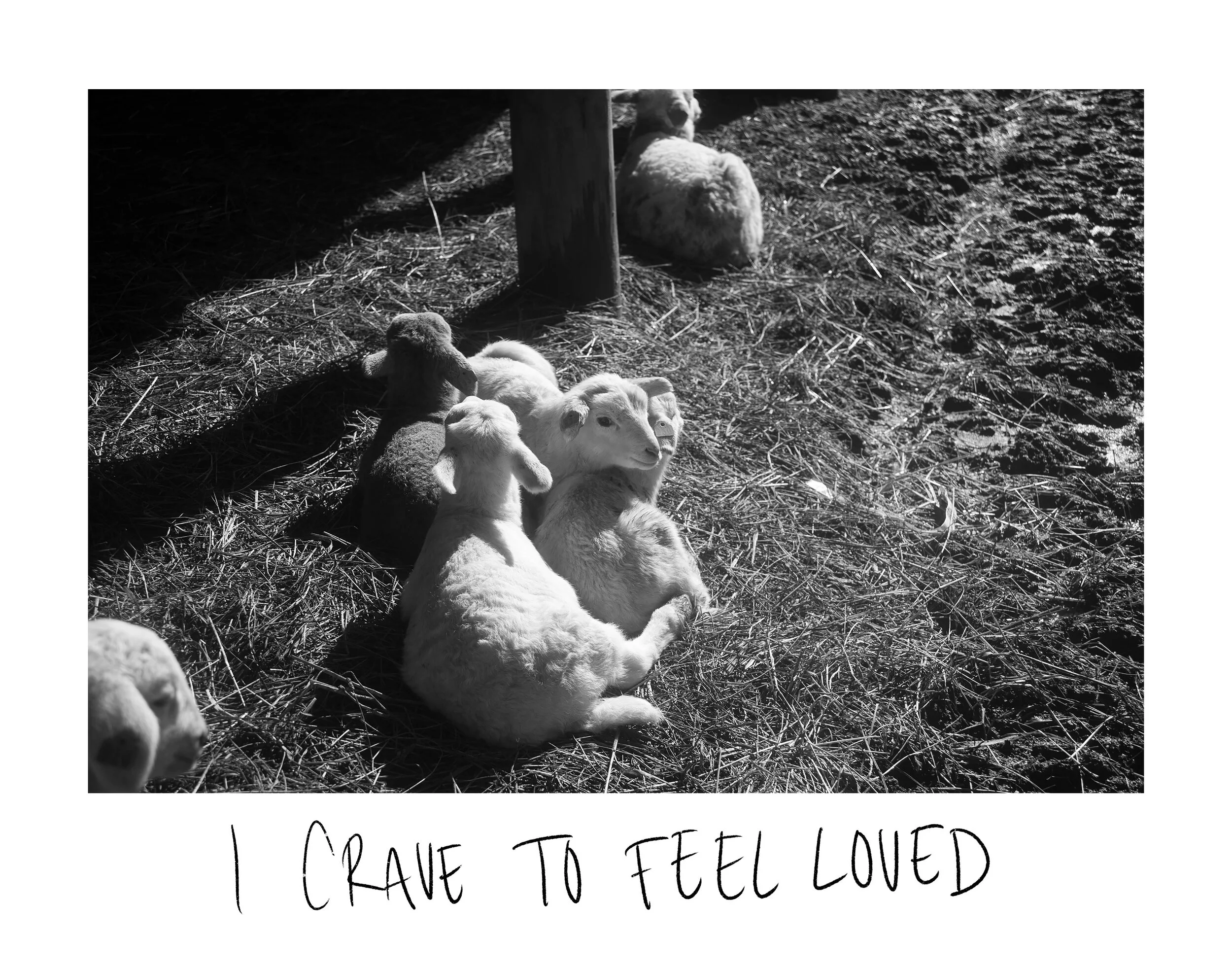 lamb.jpg