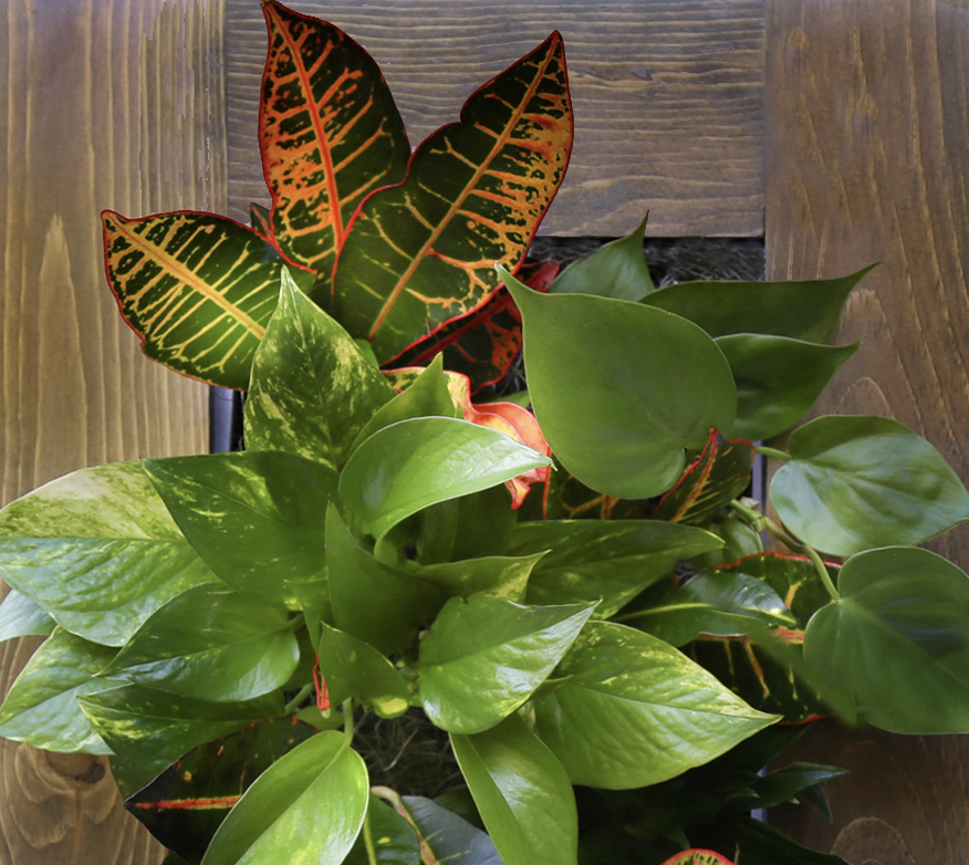 Stay Healthy this Winter: Help by Bringing Indoor Plants into Your Life