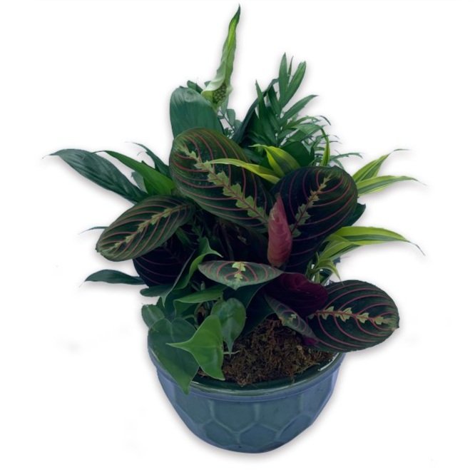 Assorted Foliage Garden