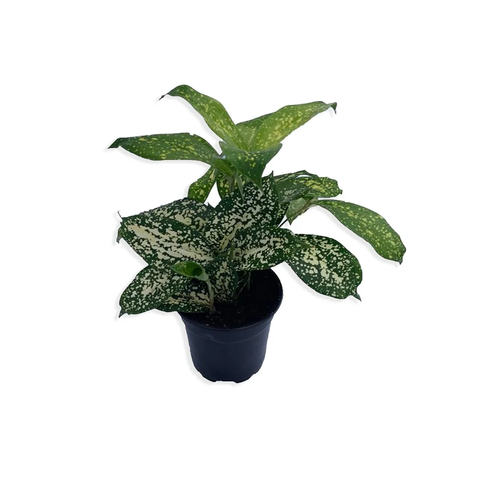 pothos devils ivy Devil's Ivy Pothos Plant - Live Plant in a 6 Inch Pot - Epipremnum Aureum main image 0