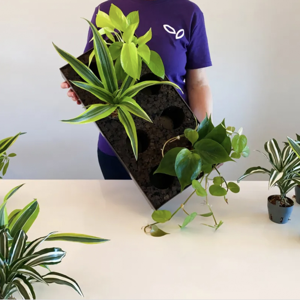 Shop Vertical Garden Growing Systems  Up the Wall Gardens