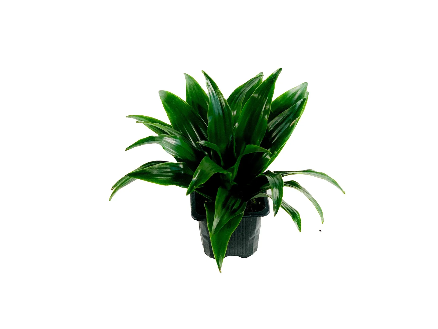 money tree artificial Nearly Natural 5 ft. Real Touch Artificial Money Tree in White Oval Planter