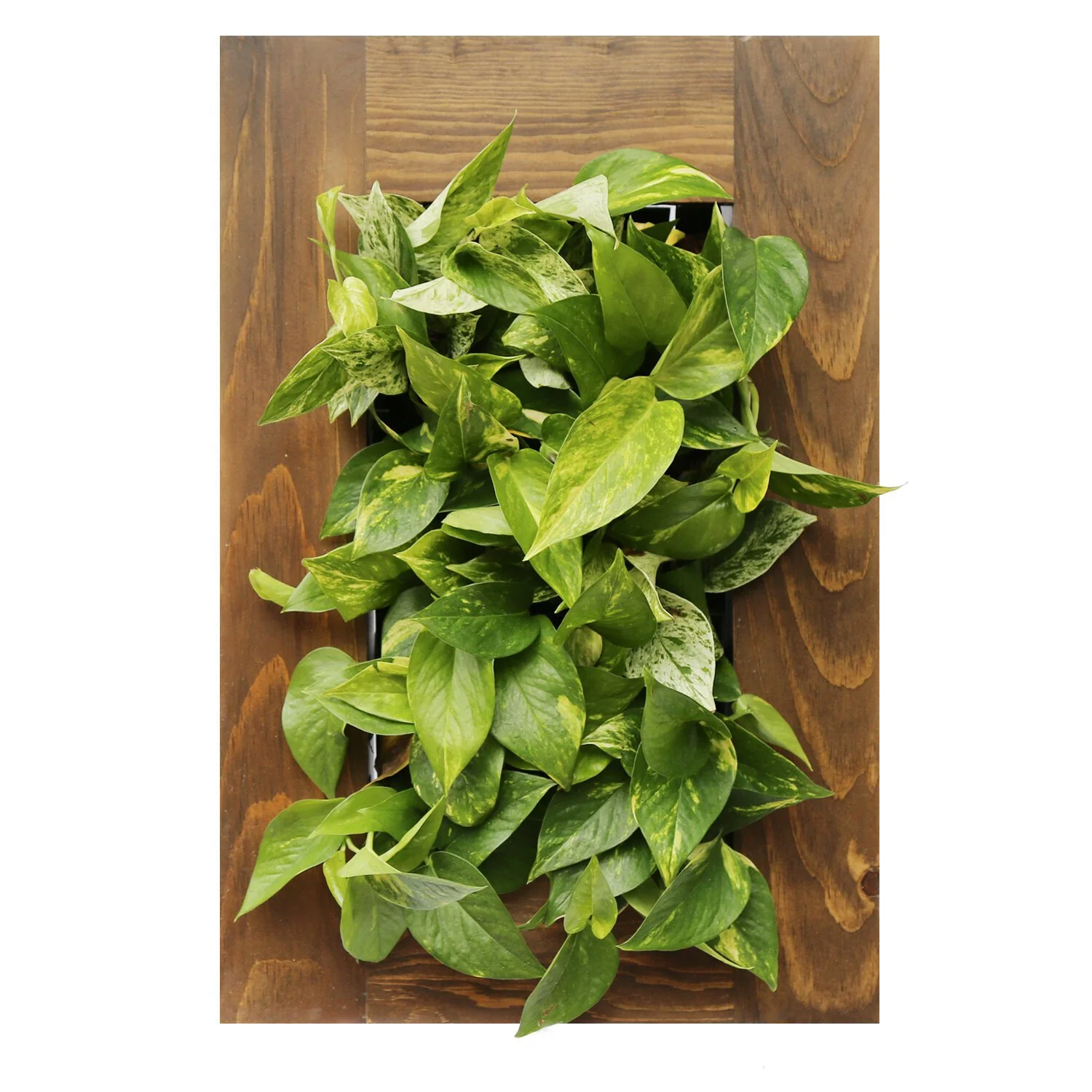 Mastering Pothos Plant Care: A Comprehensive Guide for Green Enthusiasts
