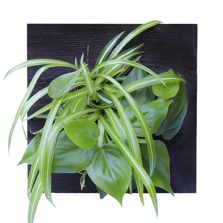 Philodendron in review- A guide to plant maintenance and pest control