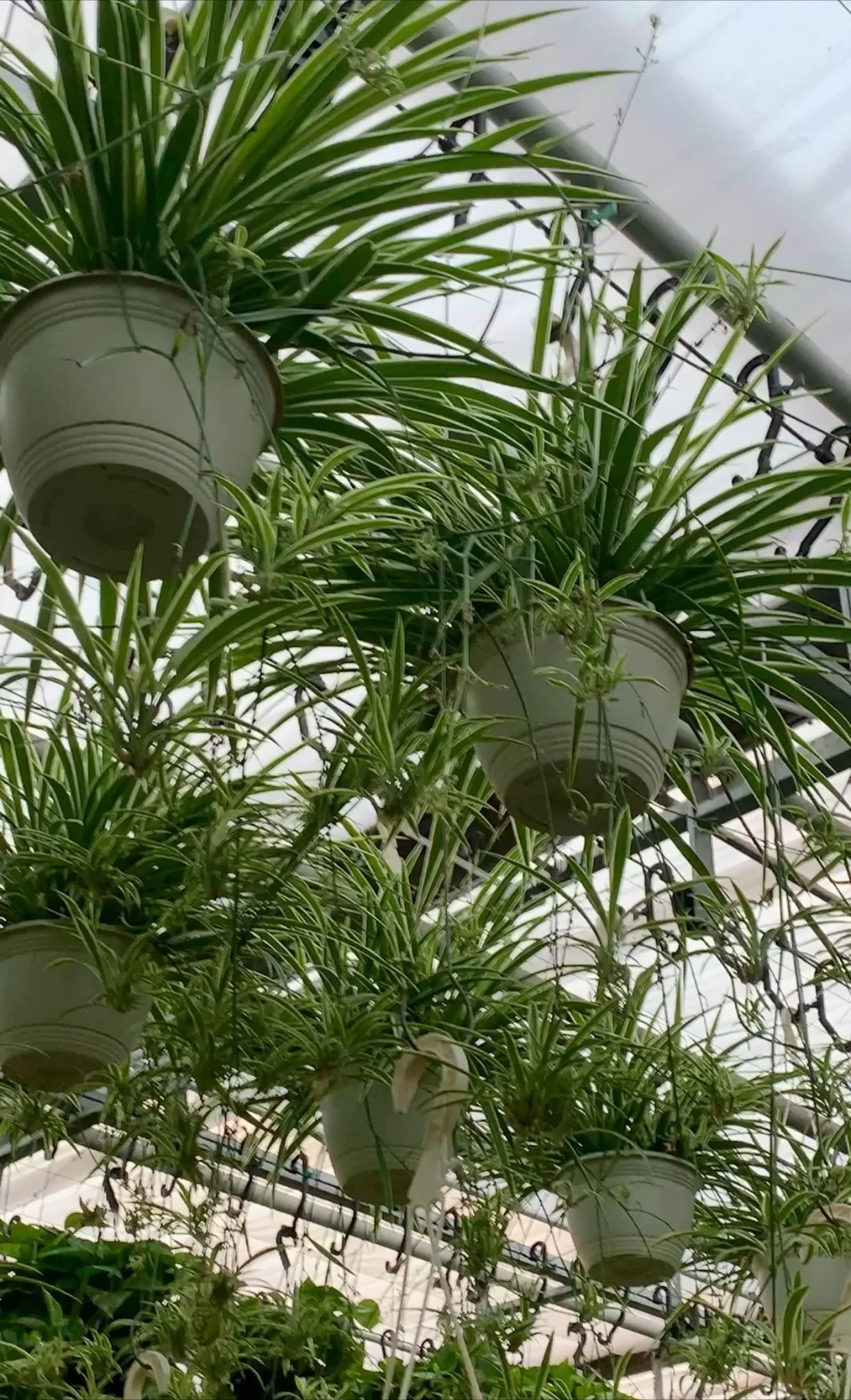 Mastering Spider Plant Care: A Comprehensive Guide For Green Enthusiasts 