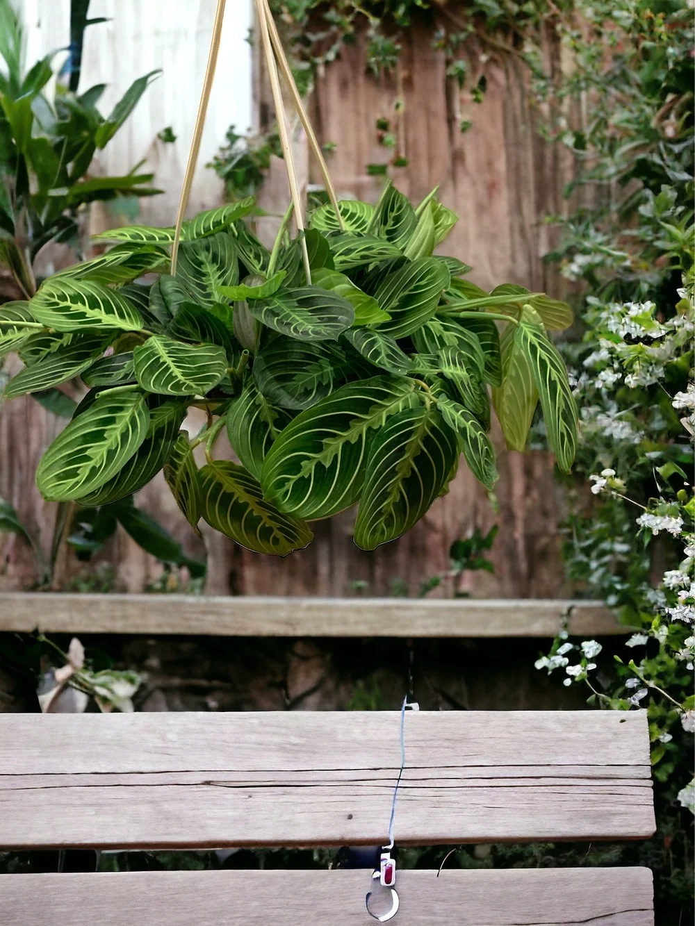 Prayer Plant 'Lemon Lime' In Nursery Pot (Prayer Plant), Size 8 15" By White Flower Farm