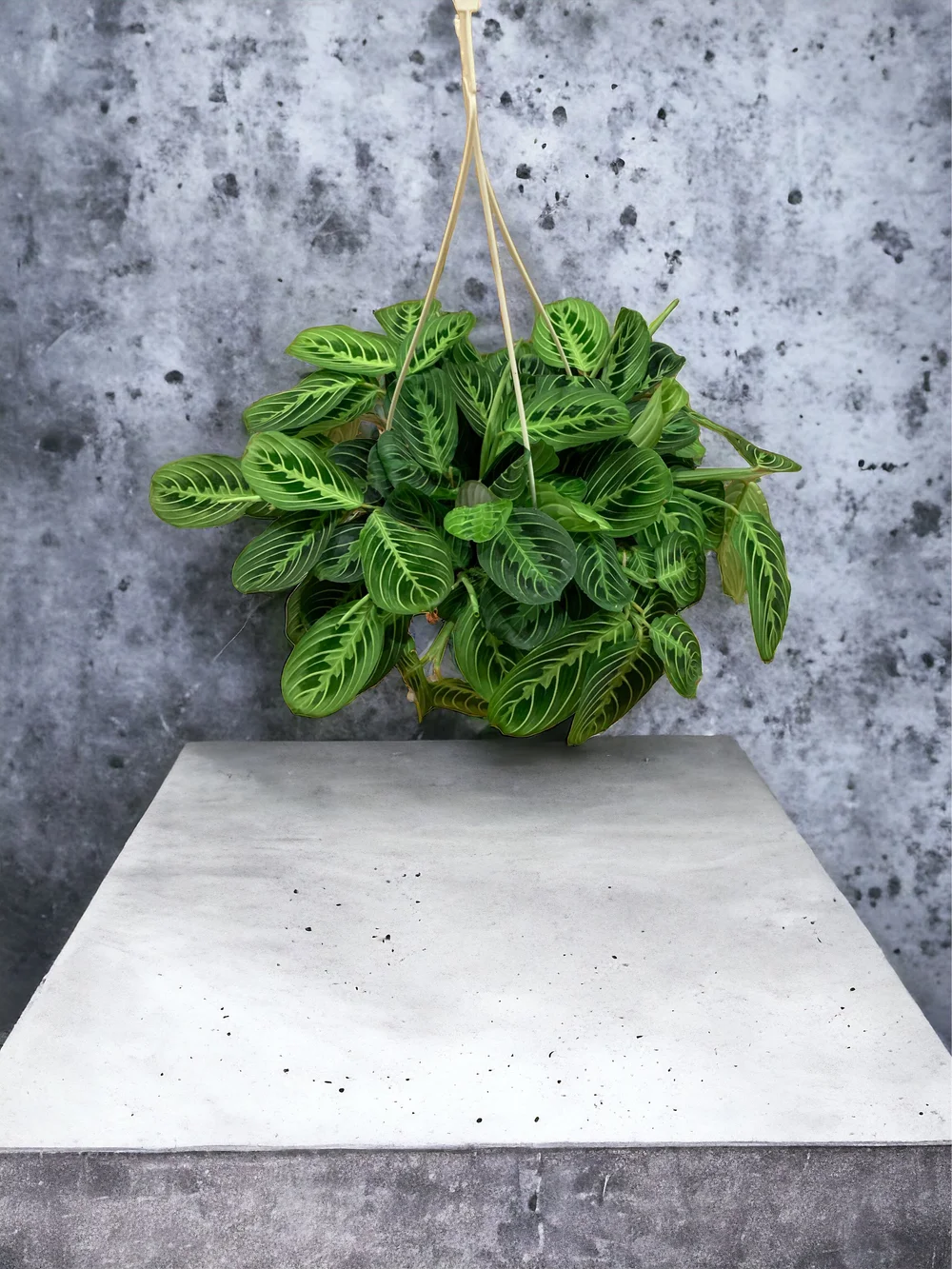 Shop Vertical Garden Growing Systems  Up the Wall Gardens