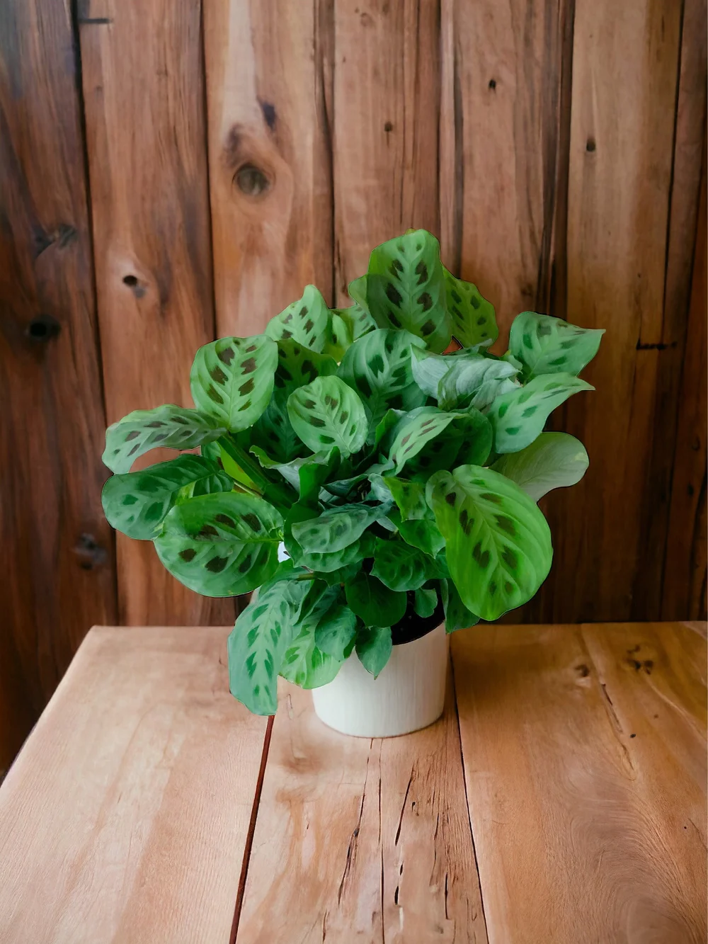 types of cereus cactus Succulent Cereus Coral Green
