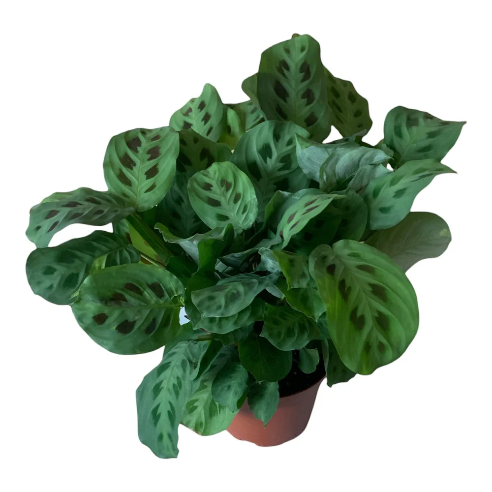Shop Vertical Garden Growing Systems  Up the Wall Gardens