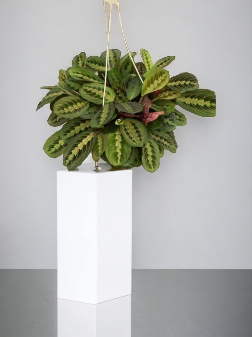pothos cold tolerance 4