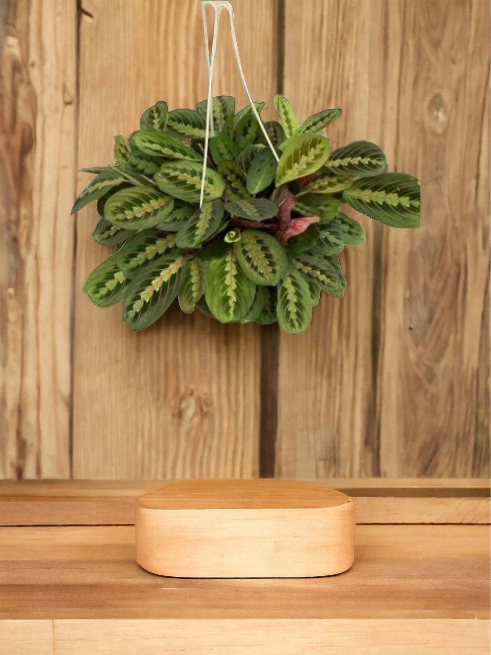 Shop Vertical Garden Growing Systems  Up the Wall Gardens