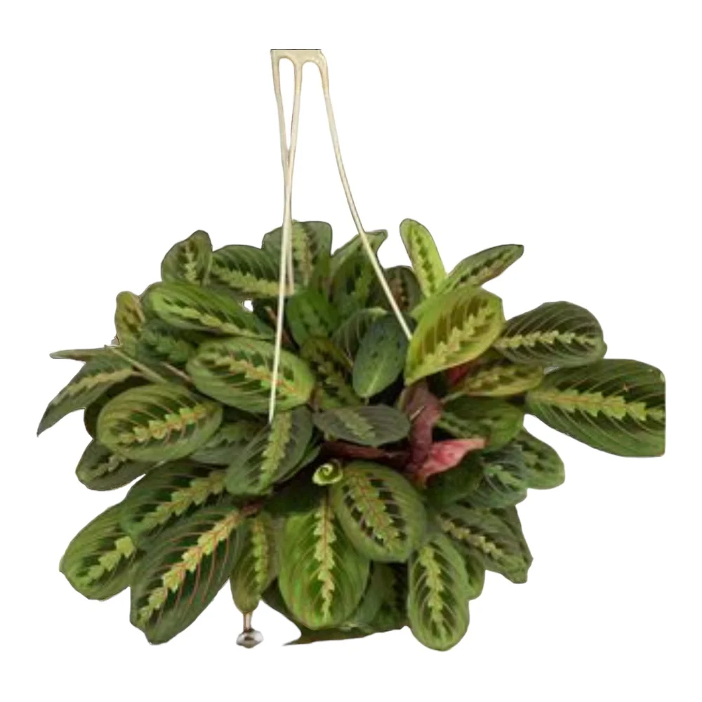 Shop Vertical Garden Growing Systems  Up the Wall Gardens