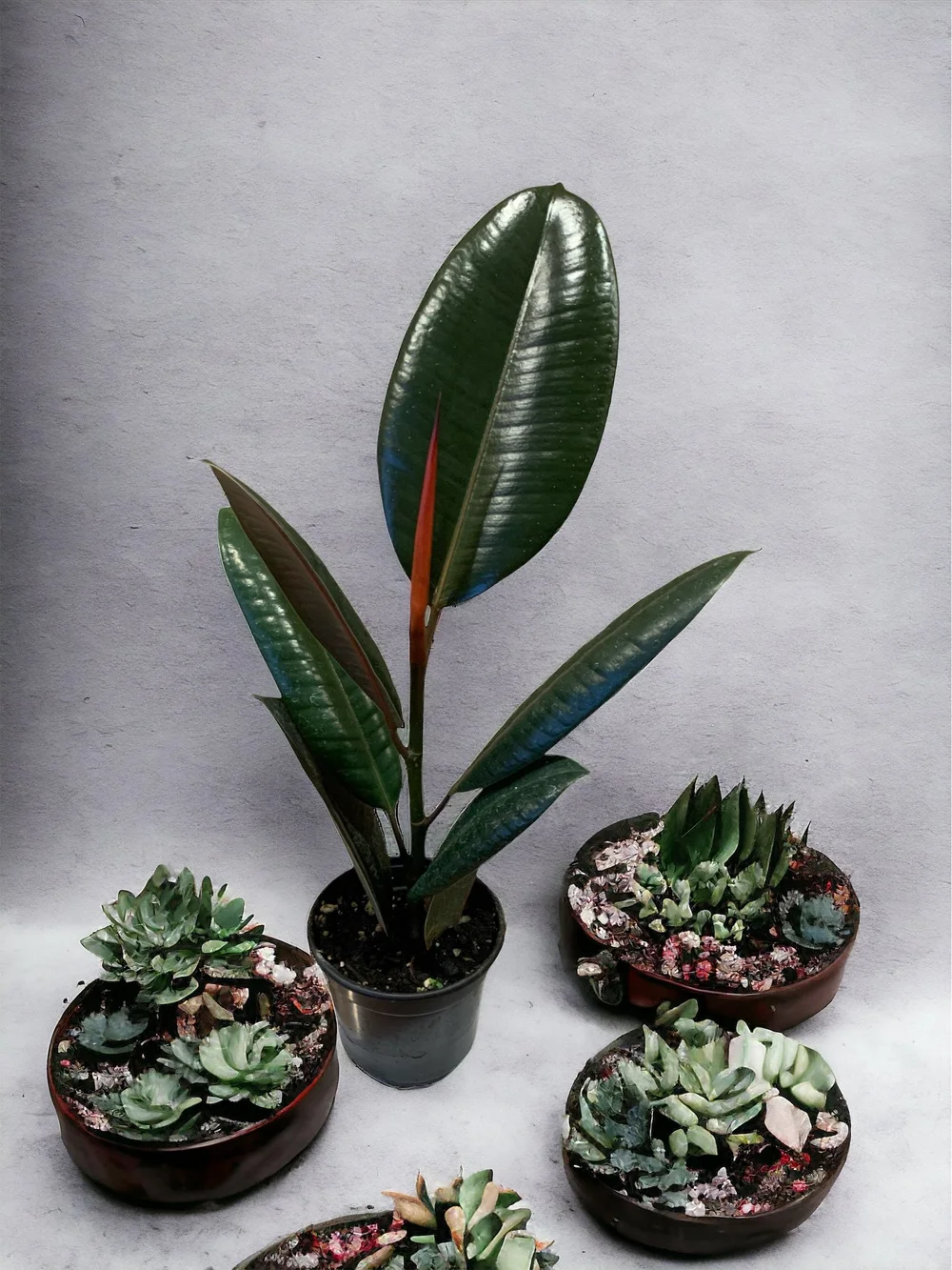 buddhas temple succulent Crassula pyramidalis 'Buddha's Temple'