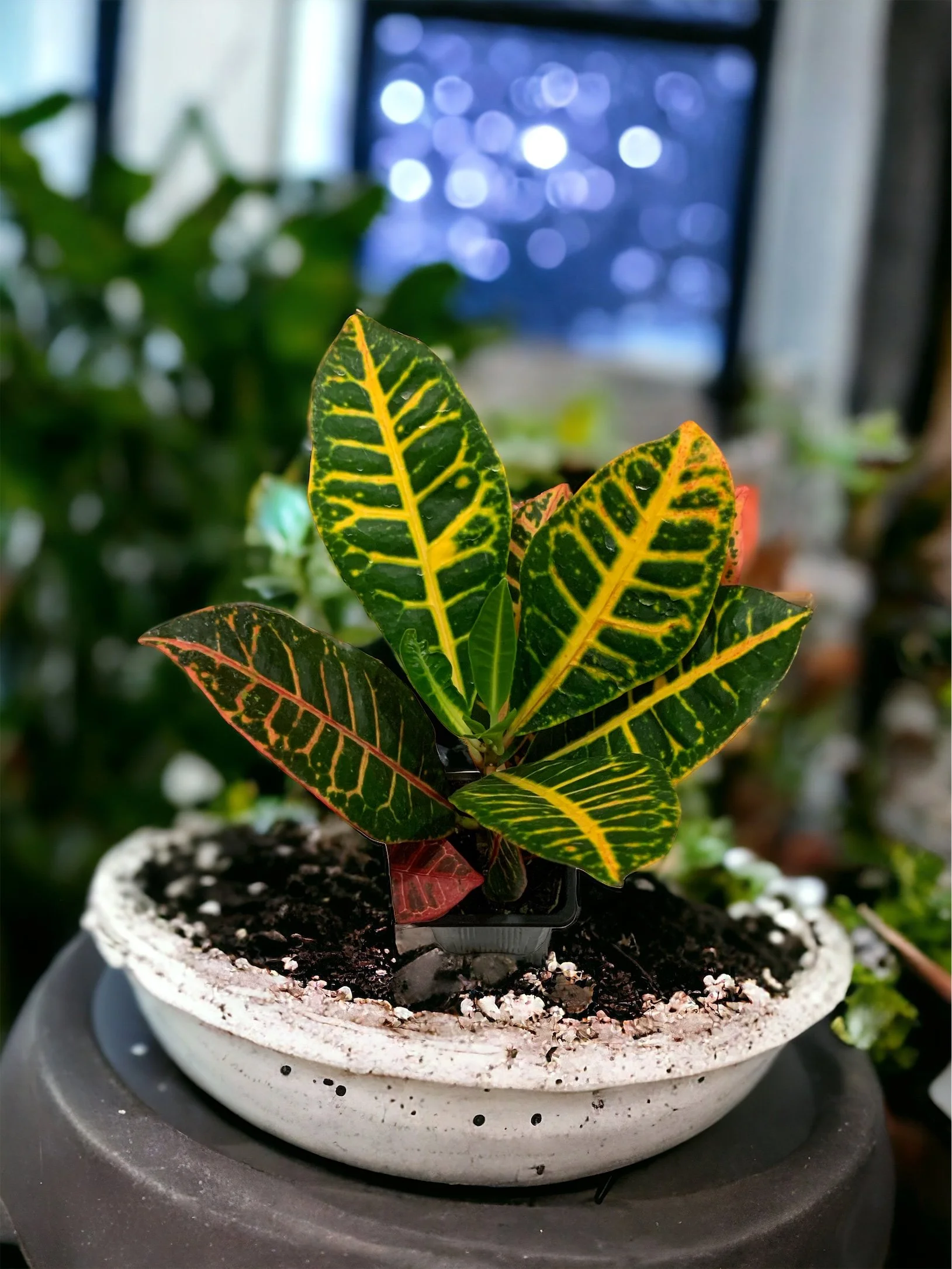 Croton Joy- Codiaeum variegatum