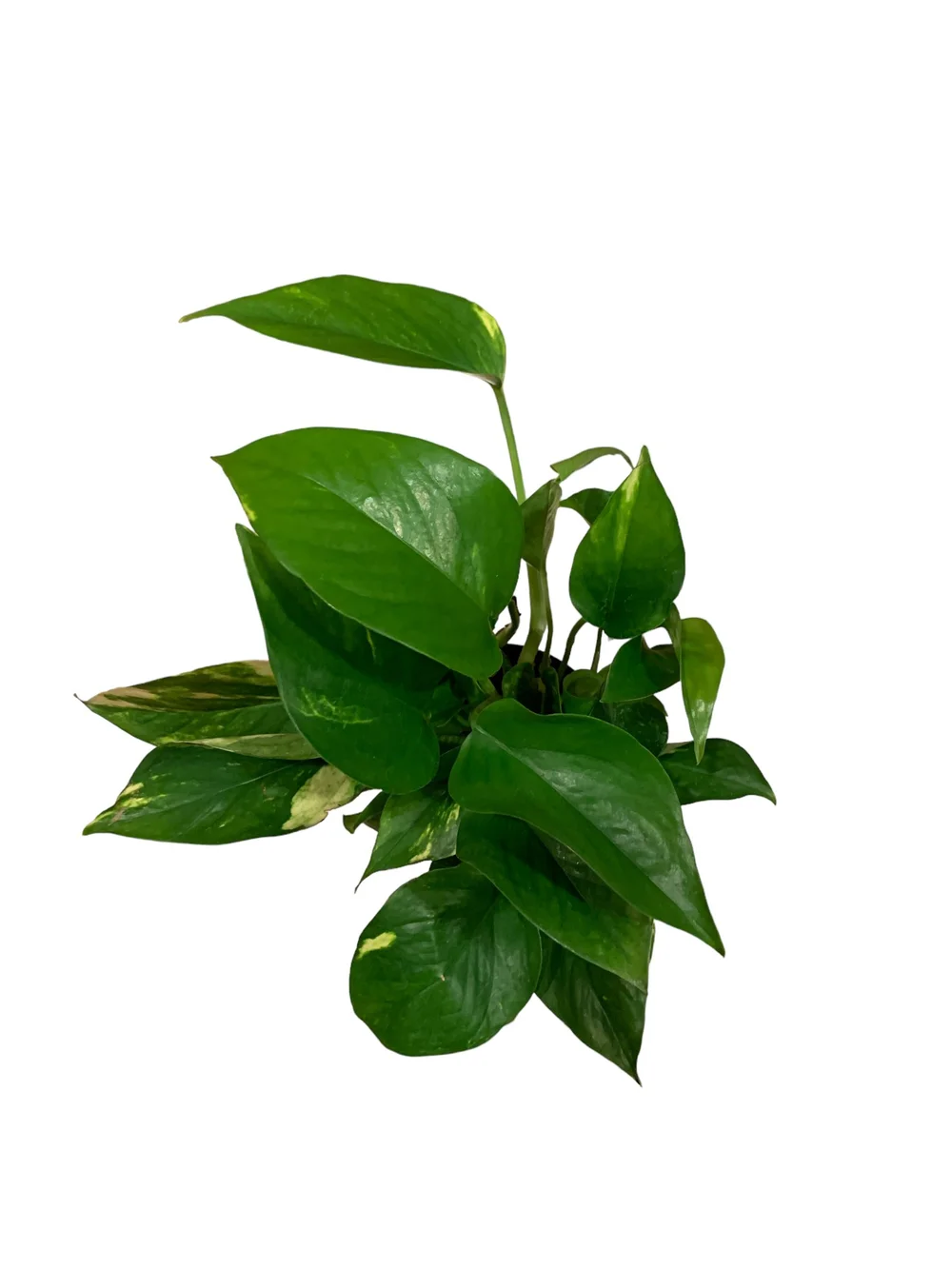 Shop Vertical Garden Growing Systems  Up the Wall Gardens