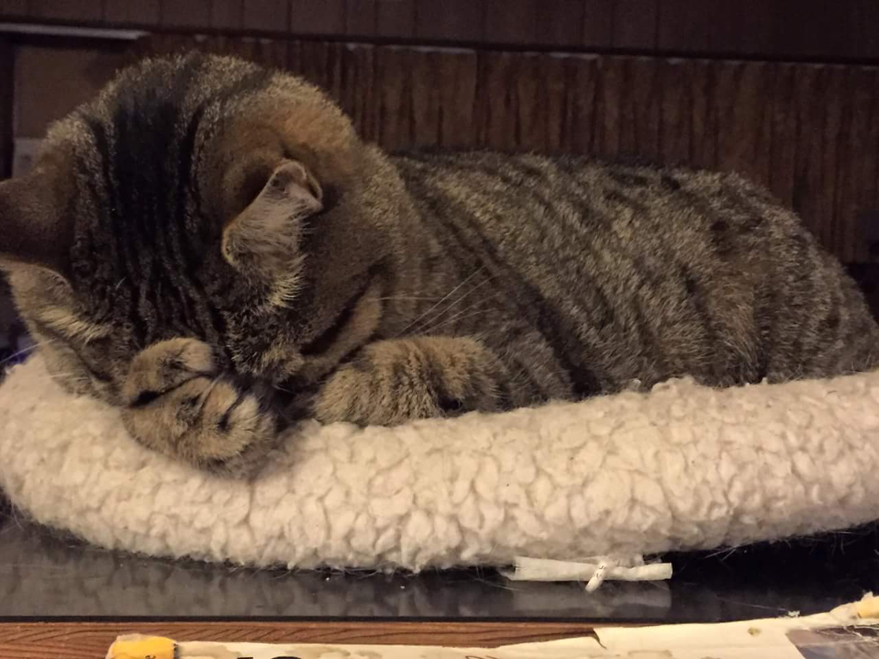 cat-surrender.jpg