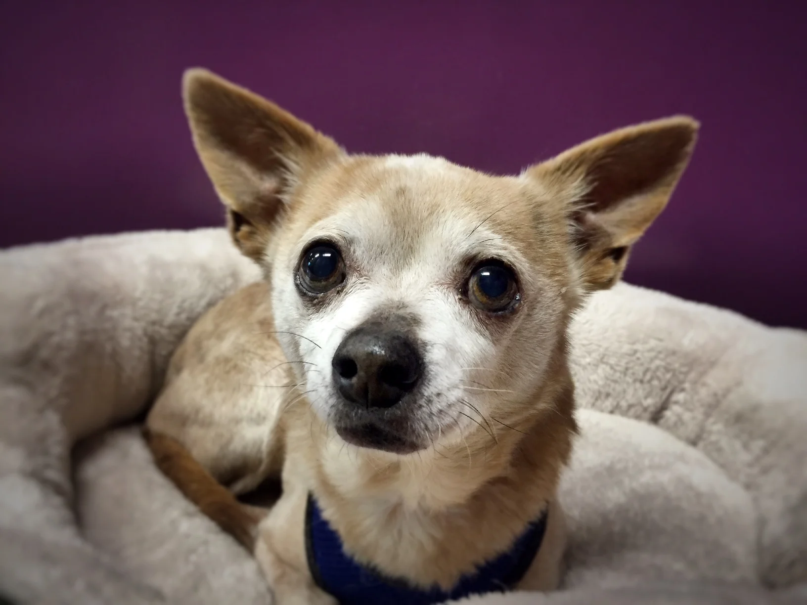 Come see senior dogs like me looking for their forever home. ~Winter