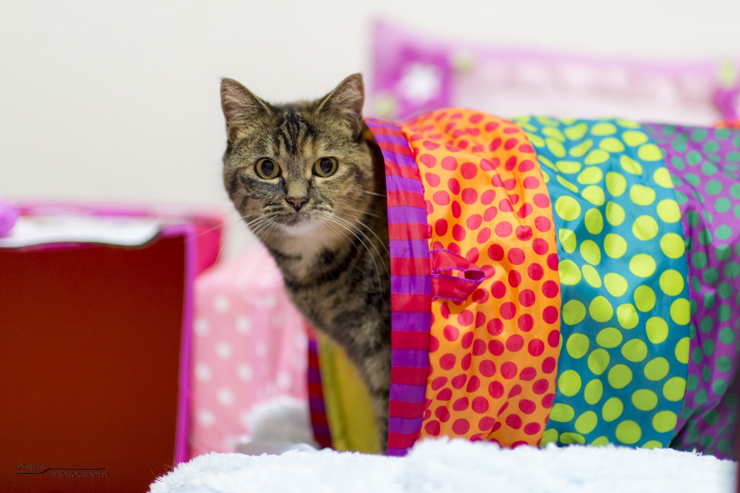 Cat - Employment Opportunities.jpg