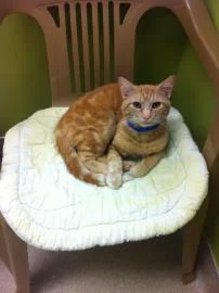 Theodore - Pet Behavior Tips.jpg