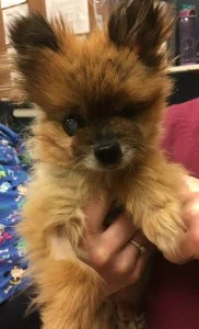 Pippin-182x300 - Public Vet Assistance Fund.jpg