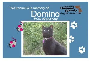 Domino-Plate-2-300x202 - Kennel Sponsorship.jpg
