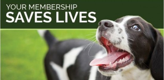 membership-image-550x268 - Annual Membership.jpg