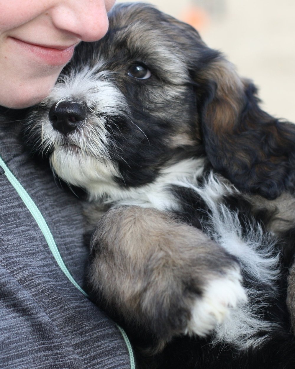 Adoption Process — Auburn Valley Humane Society