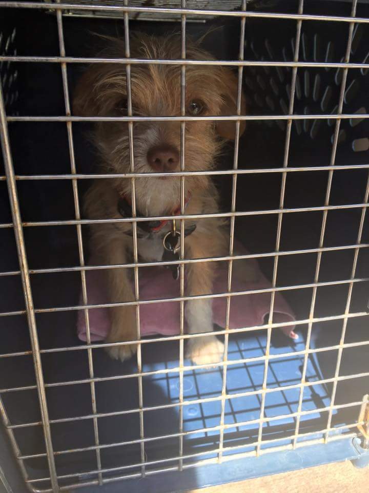 Surrendering+Your+Pet+-+crated-dog.jpg