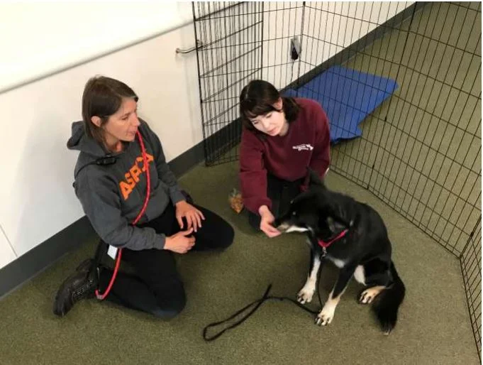 Auburn Valley Humane Society Partners with ASPCA to Help Behaviorally Challenged Shelter Dogs 